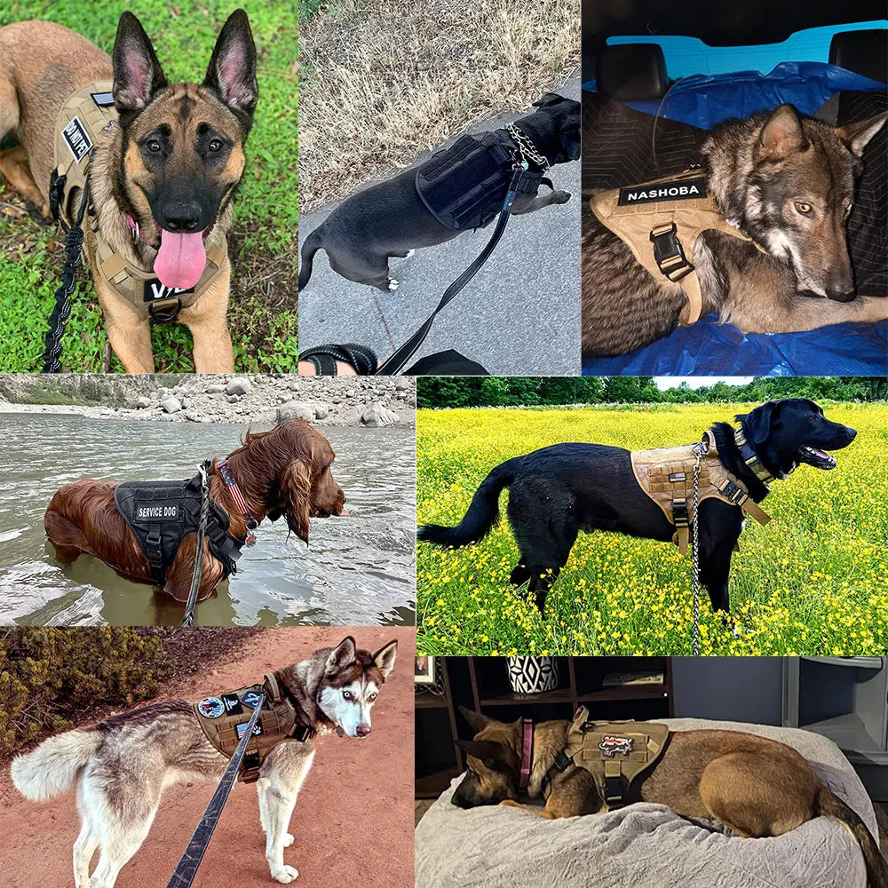 PETRAVELCN Dog Harness And Leash Set For Training Walking Vest